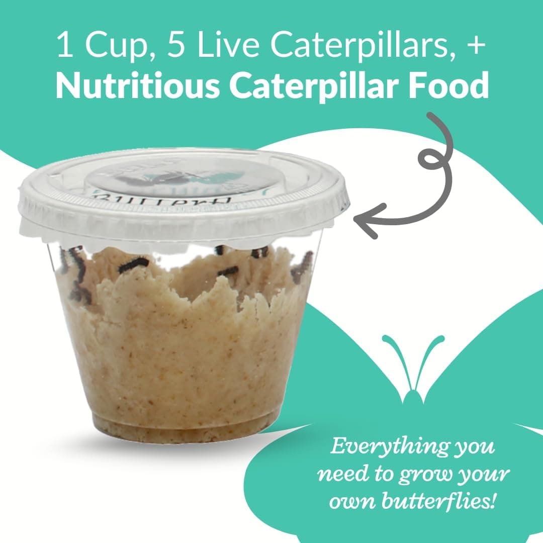 Clearwater Butterfly Live Caterpillar Kit - 5 Painted Ladies thumbnail 3