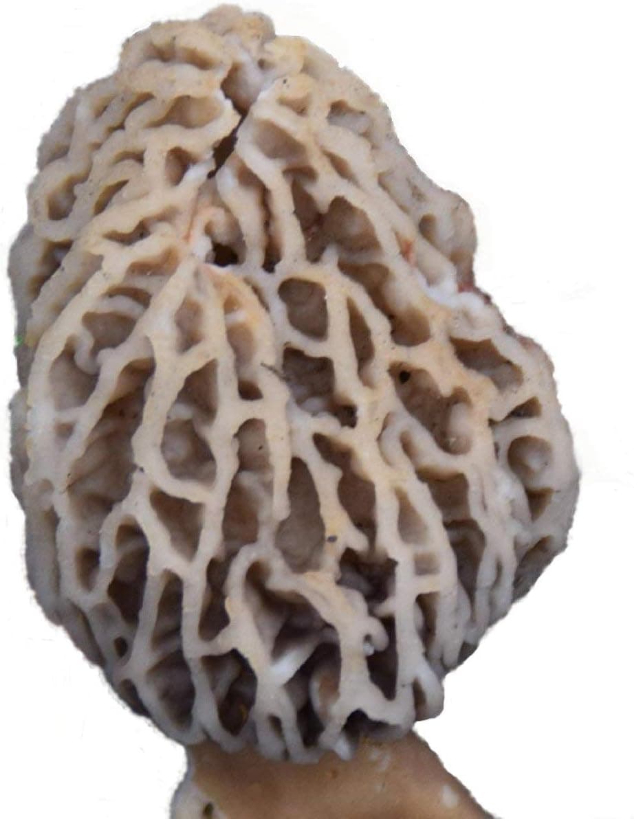 Garden Morel Mushroom Grow Kit - MOREL HABITAT KIT — Spring Gift Ideas gift idea