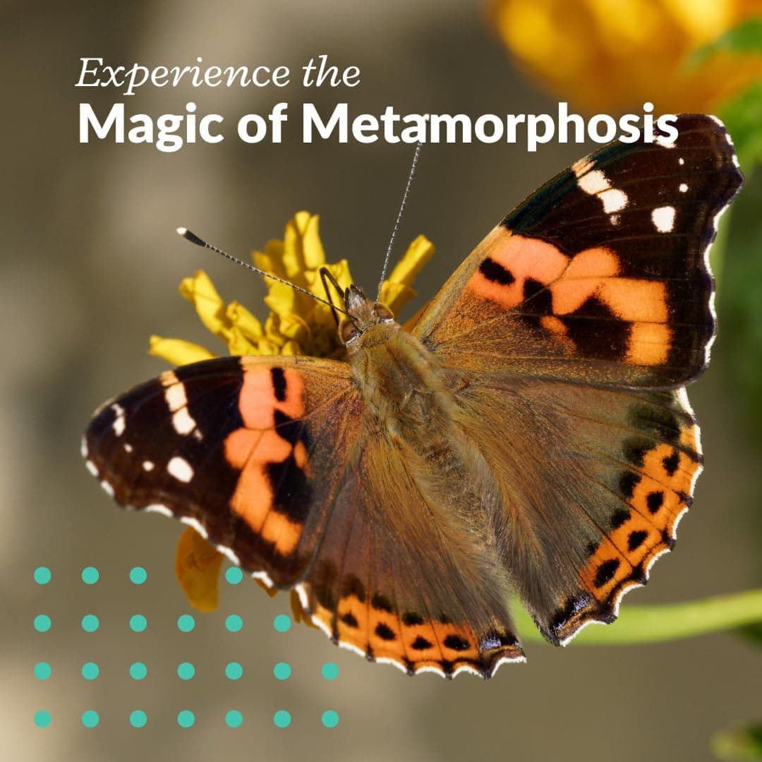 Clearwater Butterfly Live Caterpillar Kit - 5 Painted Ladies thumbnail 4