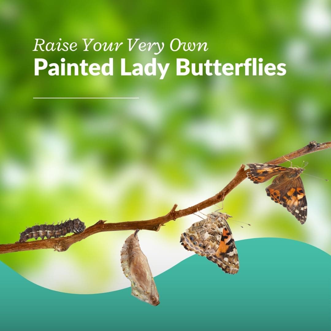 Clearwater Butterfly Live Caterpillar Kit - 5 Painted Ladies thumbnail 2