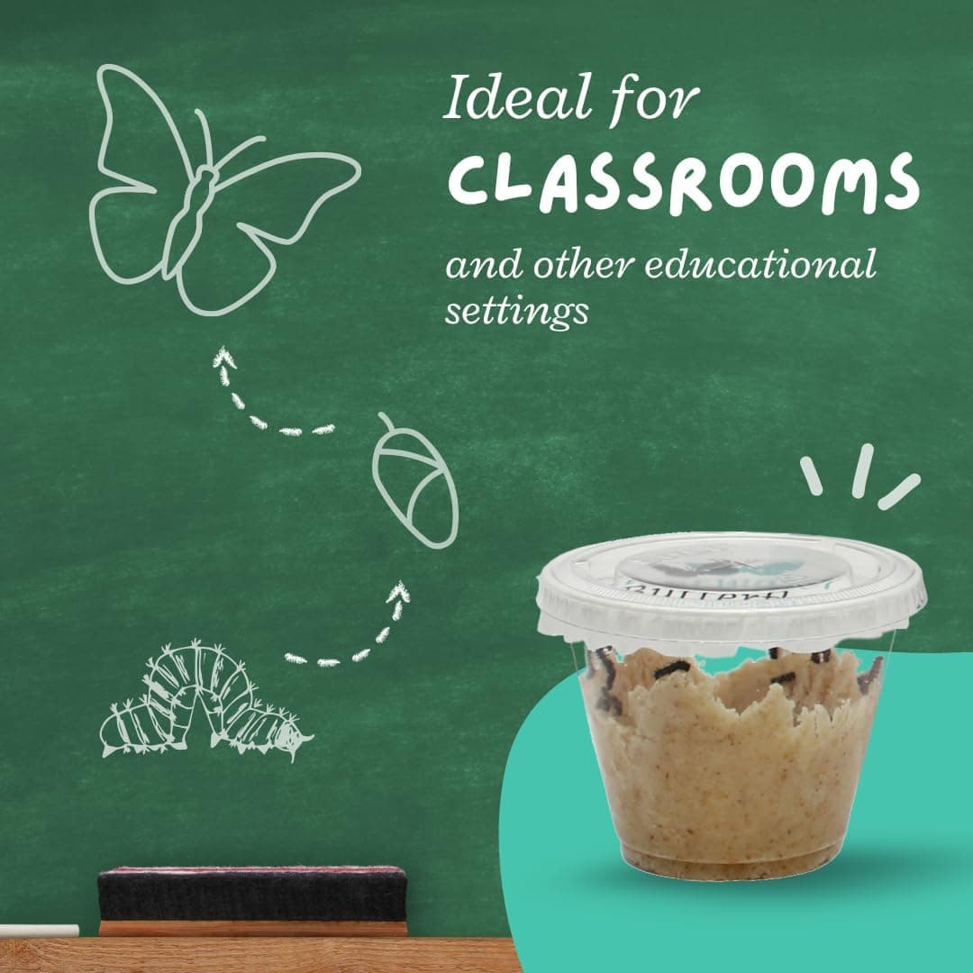 Clearwater Butterfly Live Caterpillar Kit - 5 Painted Ladies thumbnail 5