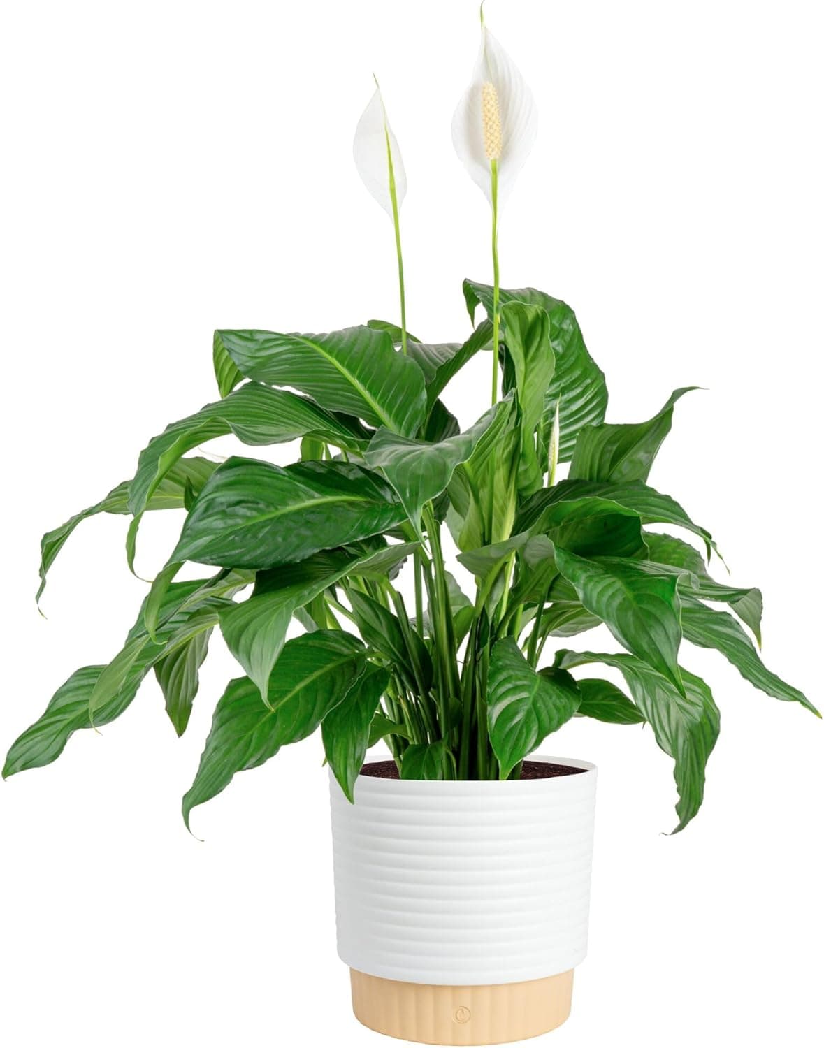 Costa Farms Peace Lily Live Plant in Decorative Pot, Large Air Purifying Flowering Indoor Houseplant, Perfect for Home, Room, or Office Decor, Great House Warming or Birthday Gift, 2-3 Feet Tall : Grocery &amp; Gourmet Food image 1