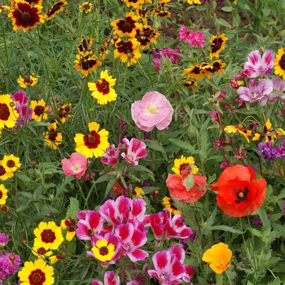 Outsidepride Pollinator Wildflower Seed Mix - 1 lb Flower Seeds for Attracting Pollinators, Ideal for All States, Enhances Garden Biodiversity, Supports Bees, Butterflies &amp; Beneficial Insects : Patio, Lawn &amp; Garden thumbnail 5