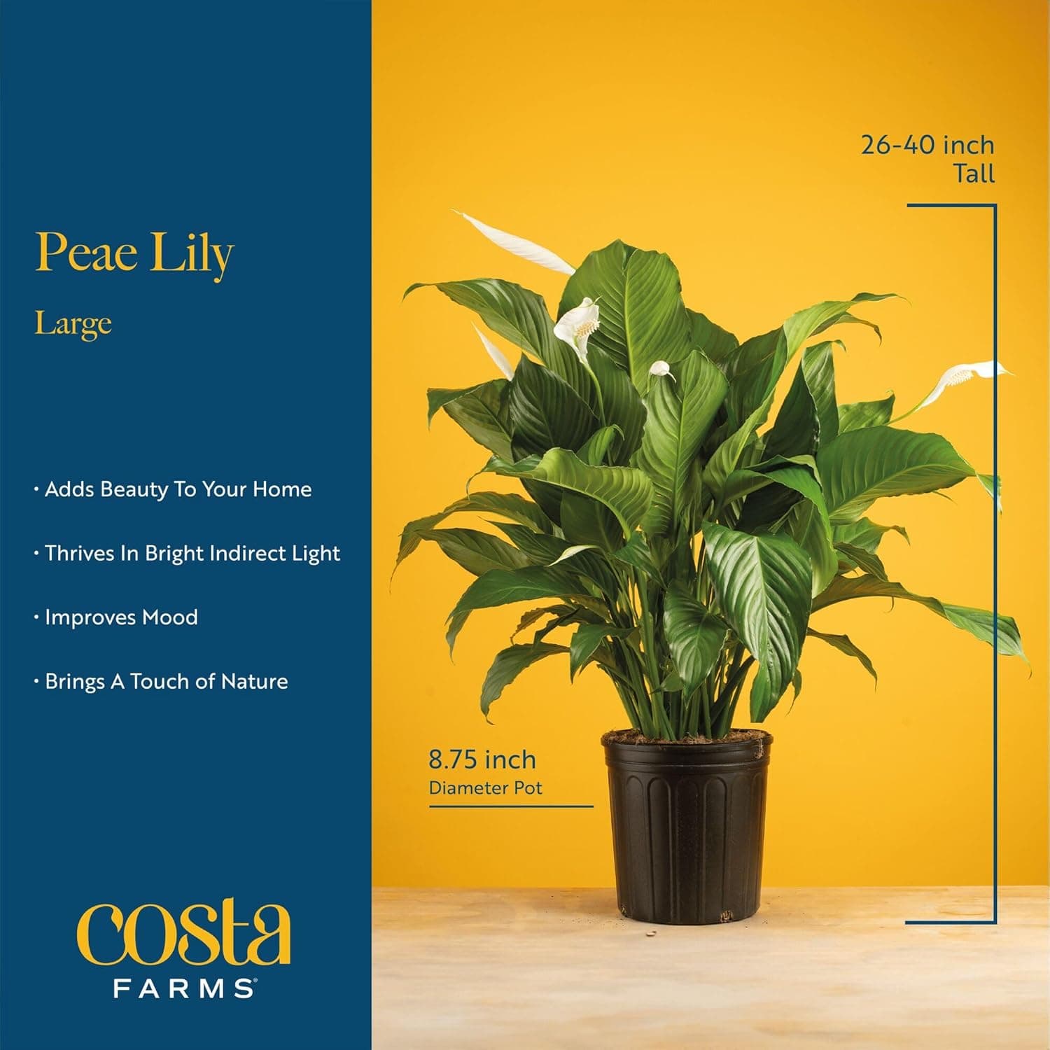 Costa Farms Peace Lily Live Plant in Decorative Pot, Large Air Purifying Flowering Indoor Houseplant, Perfect for Home, Room, or Office Decor, Great House Warming or Birthday Gift, 2-3 Feet Tall : Grocery &amp; Gourmet Food thumbnail 4
