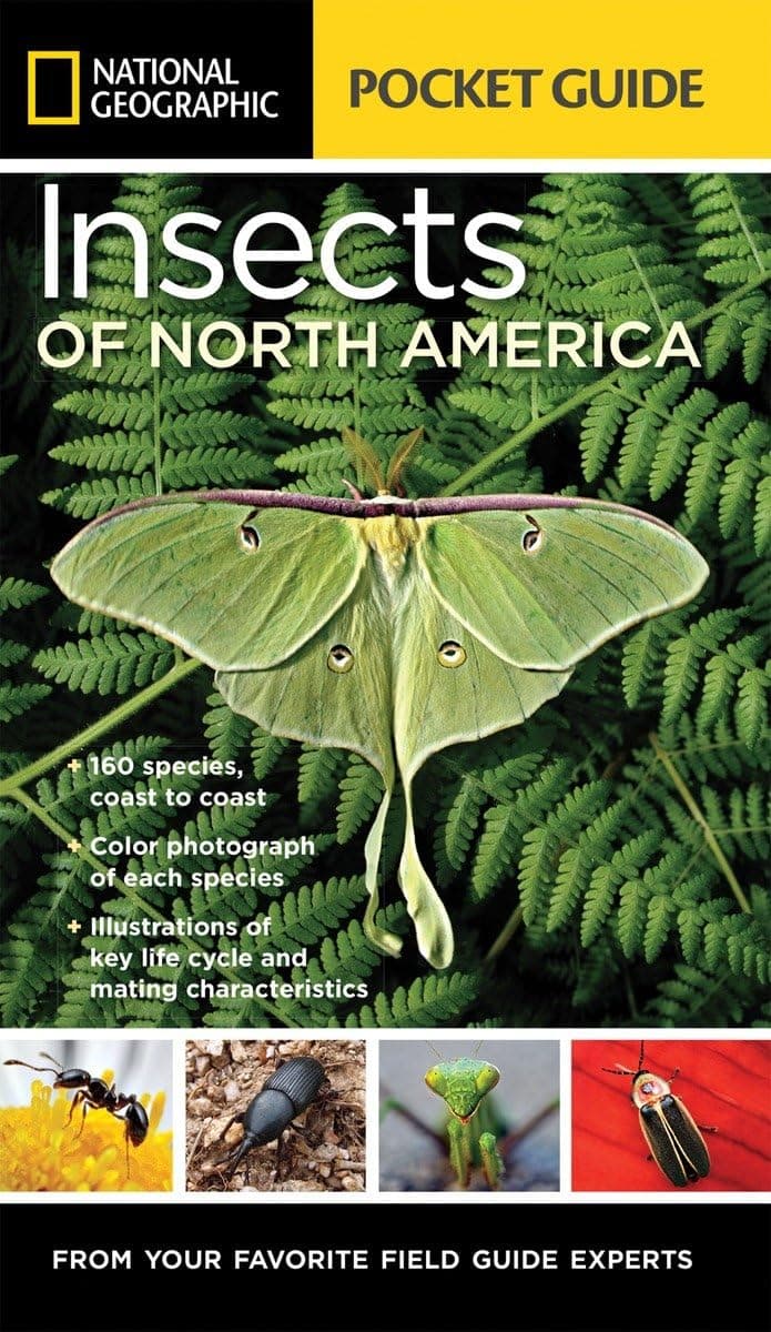 National Geographic Pocket Guide to Insects of North America image 1