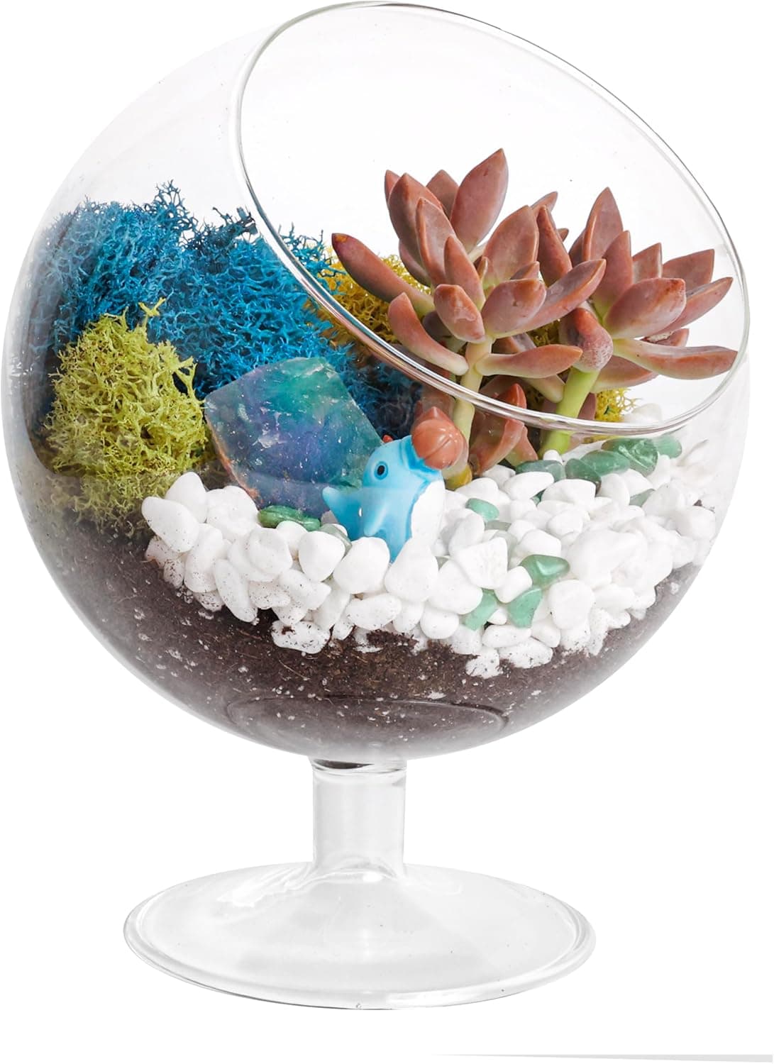 Creations by Nathalie 6" DIY Chalice Terrarium Kit with Live Plants image 1