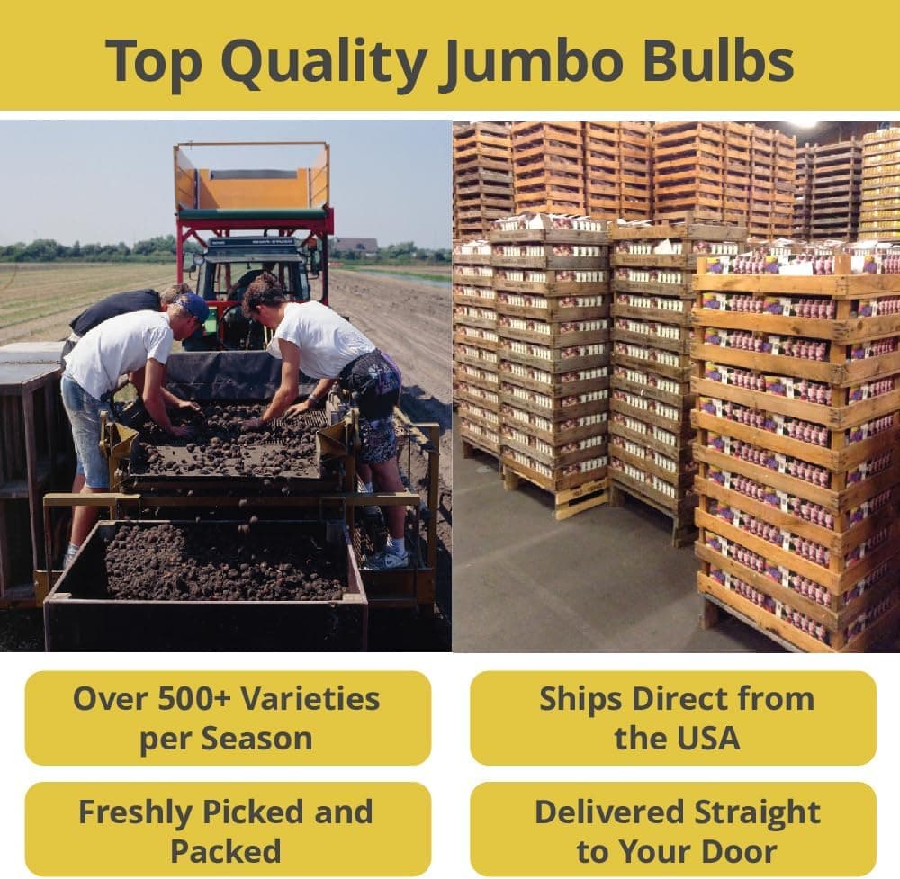 Asiatic Lilies Mix - 10 Pack of Freshly Dug Bulbs thumbnail 2