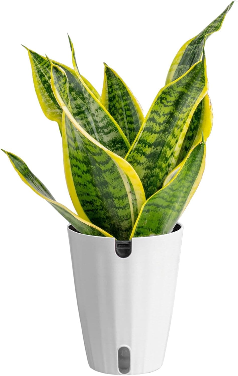 Costa Farms Snake Plant, Easy to Grow Live Plant in Cute Decor Pot, Grower — gift idea