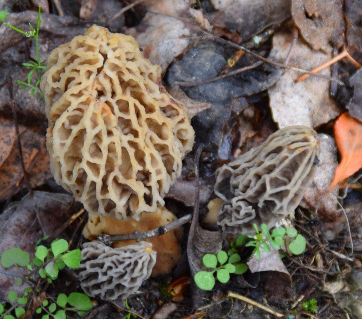 Garden Morel Mushroom Grow Kit - MOREL HABITAT KIT thumbnail 3