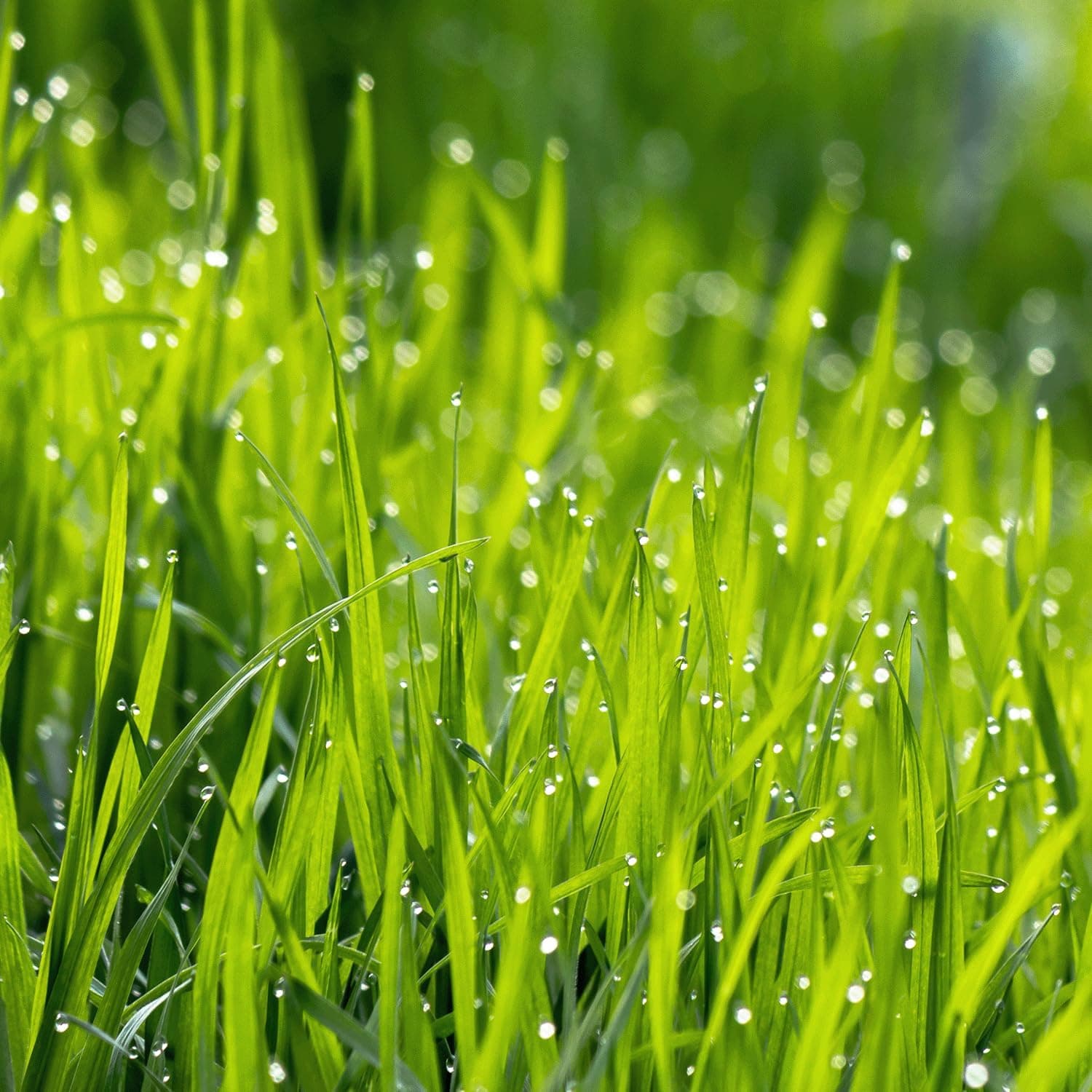 Tuscany Candle Bergamot Zest Lemongrass Scented Spring Candle, 18 oz thumbnail 3