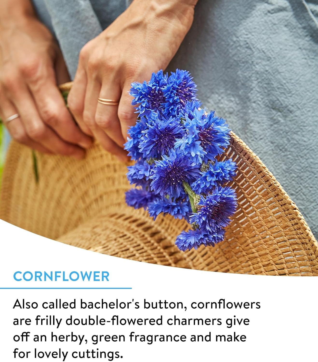 Burpee Wildflower 25,000 Bulk Seed Collection thumbnail 3