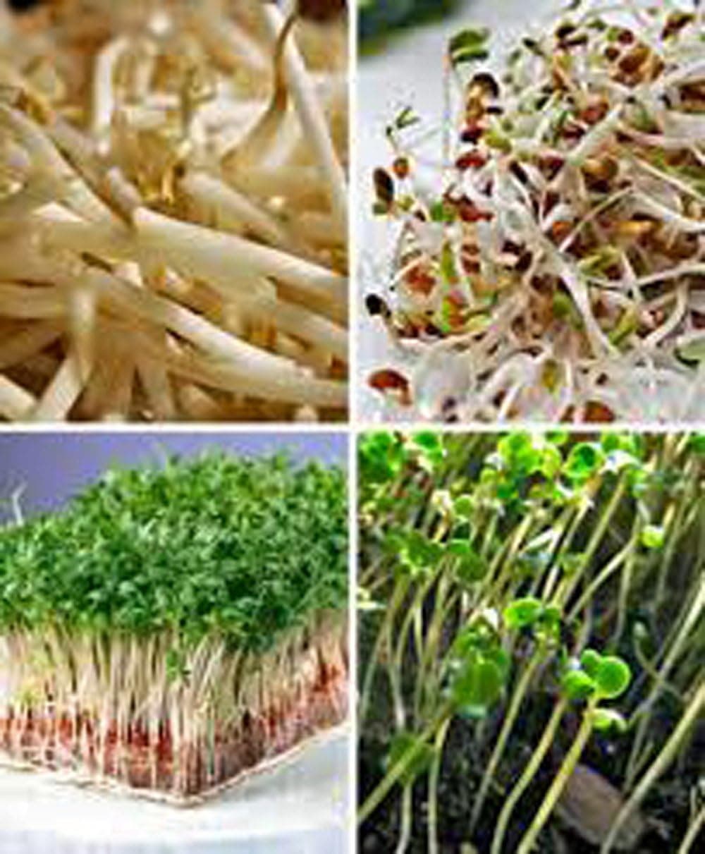 Alfalfa Sprout Seed - Heirloom Micro Greens (100 Seeds) thumbnail 3