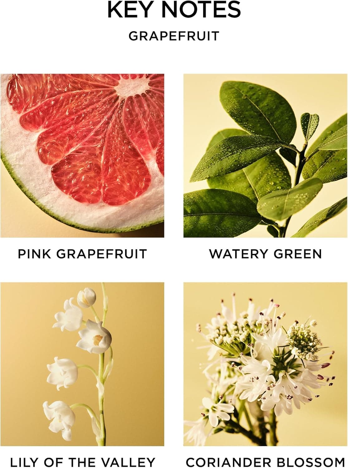 NEST New York Reed Diffuser, Grapefruit - 5.9 fl oz - Fragrance for Up to 90 Days - Reusable, Refillable Glass Holder - Includes 8 All-Natural Reed Sticks - Flame Free : Home &amp; Kitchen thumbnail 4