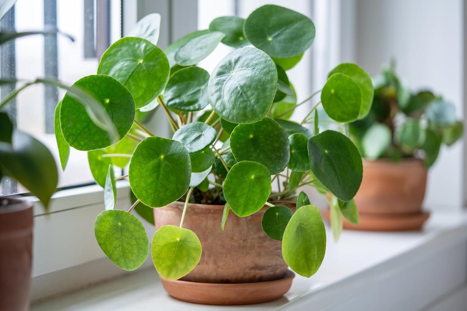 Best Easter Gifts for Plant Lovers: Chinese Money