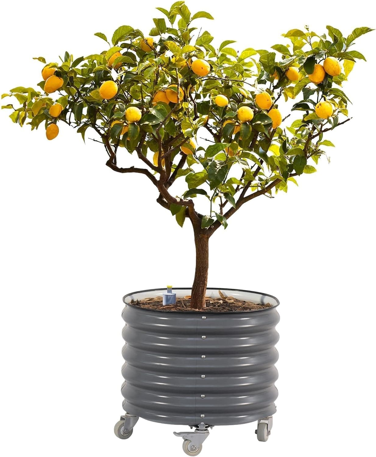 Rolling Metal Citrus Tree Planter, Self-Watering Round Large Pot for Growing Trees Tomatoes Vegetables and Flowers, Raised Garden Bed with Wheels for Porch Patio &amp; Backyard, Single Pack-Modern Gray : Patio, Lawn &amp; Garden image 1