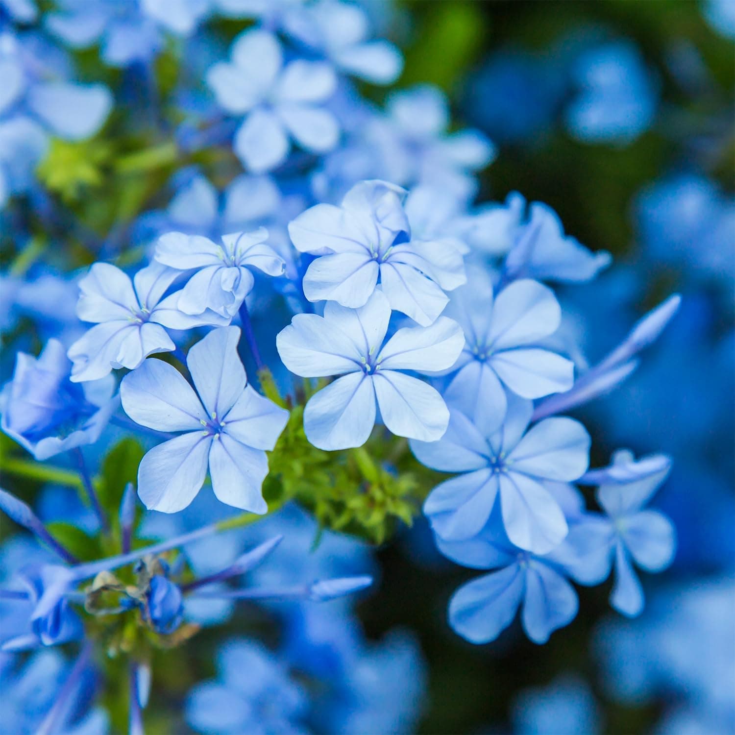 Tuscany Candle Sugared Petals Floral Blossoms & Sugar Scented Candle thumbnail 3