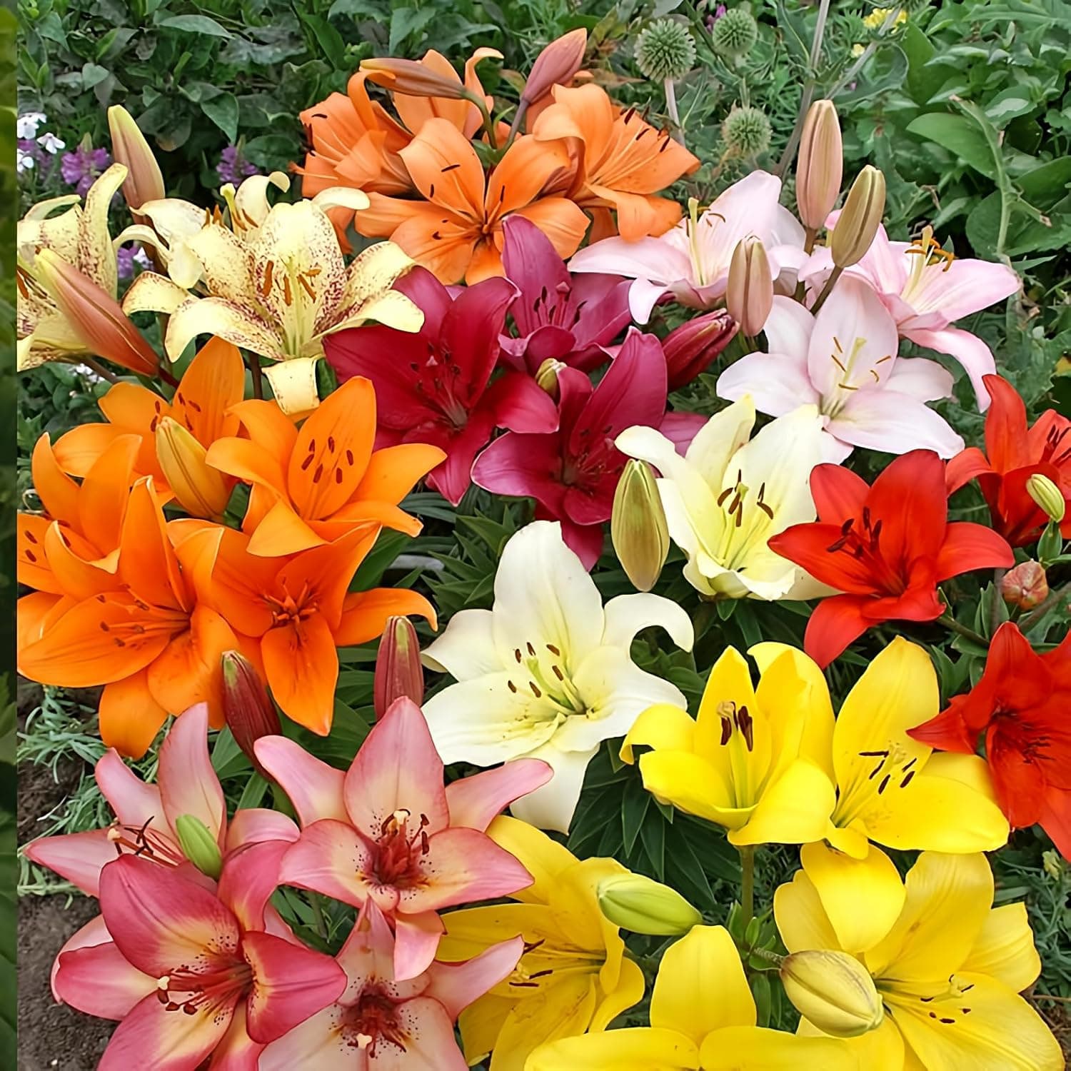 Asiatic Lilies Mix - 10 Pack of Freshly Dug Bulbs image 1