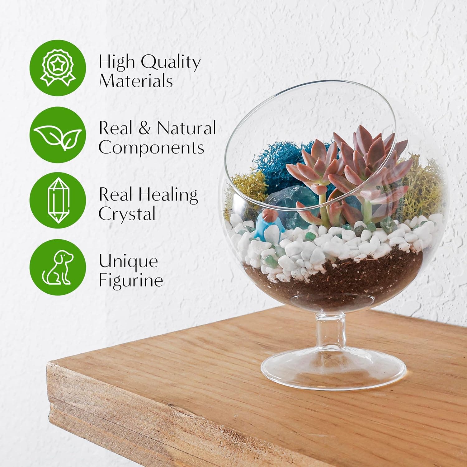 Creations by Nathalie 6" DIY Chalice Terrarium Kit with Live Plants thumbnail 4