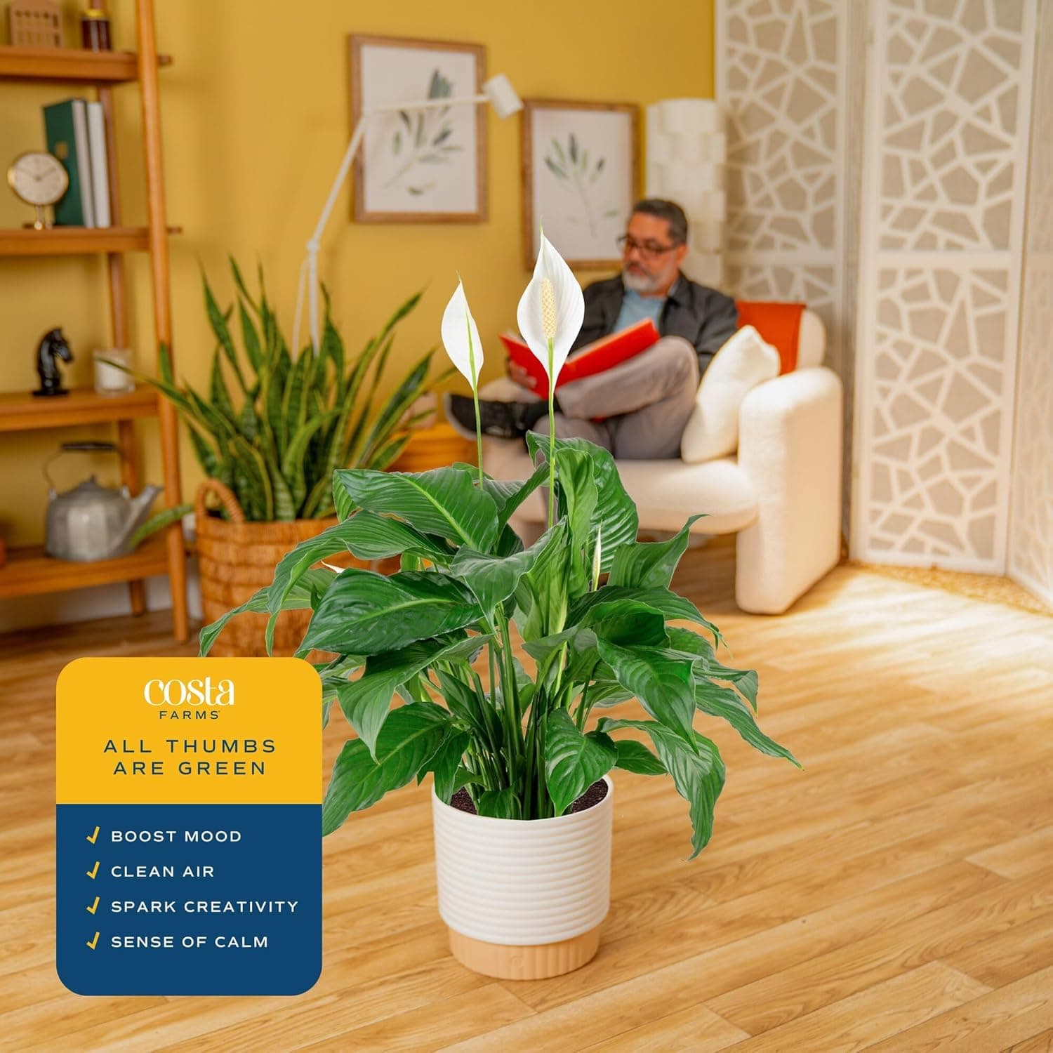 Costa Farms Peace Lily Live Plant in Decorative Pot, Large Air Purifying Flowering Indoor Houseplant, Perfect for Home, Room, or Office Decor, Great House Warming or Birthday Gift, 2-3 Feet Tall : Grocery &amp; Gourmet Food thumbnail 5