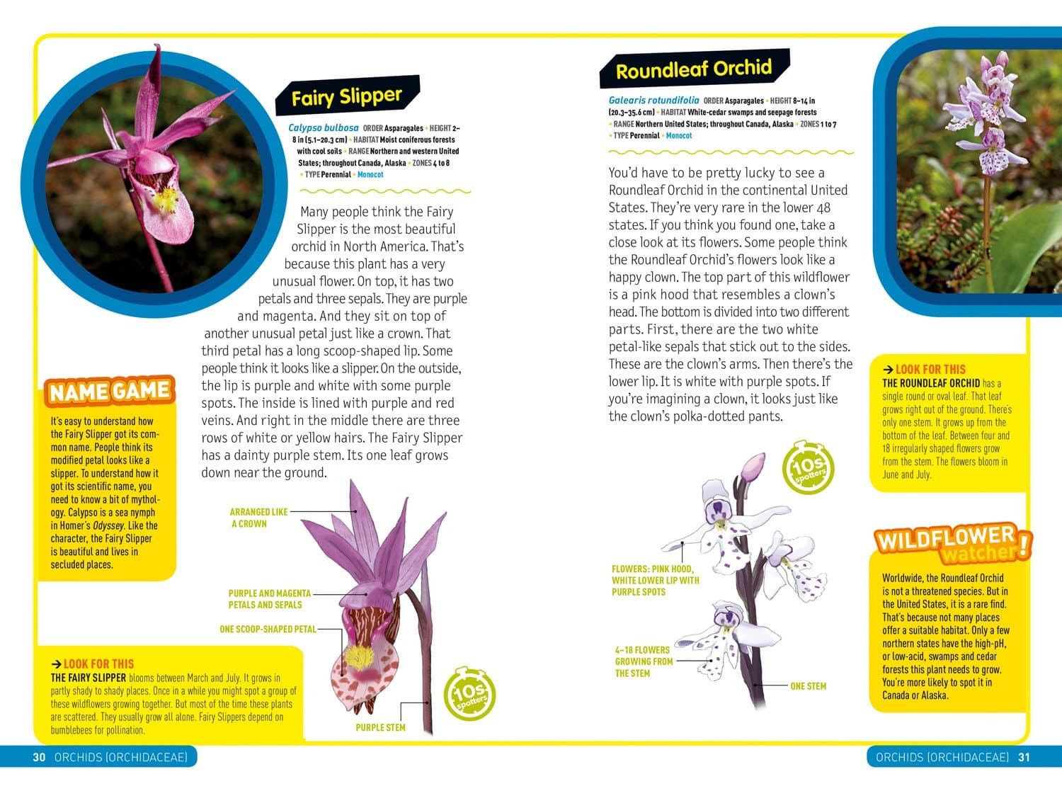 Ultimate Explorer Field Guide: Wildflowers thumbnail 3