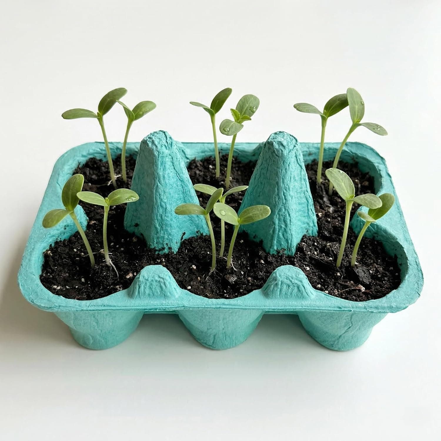 Buzzy Seeds Flower Starter Kit - 2-Pack Sunflower & Daisy thumbnail 3