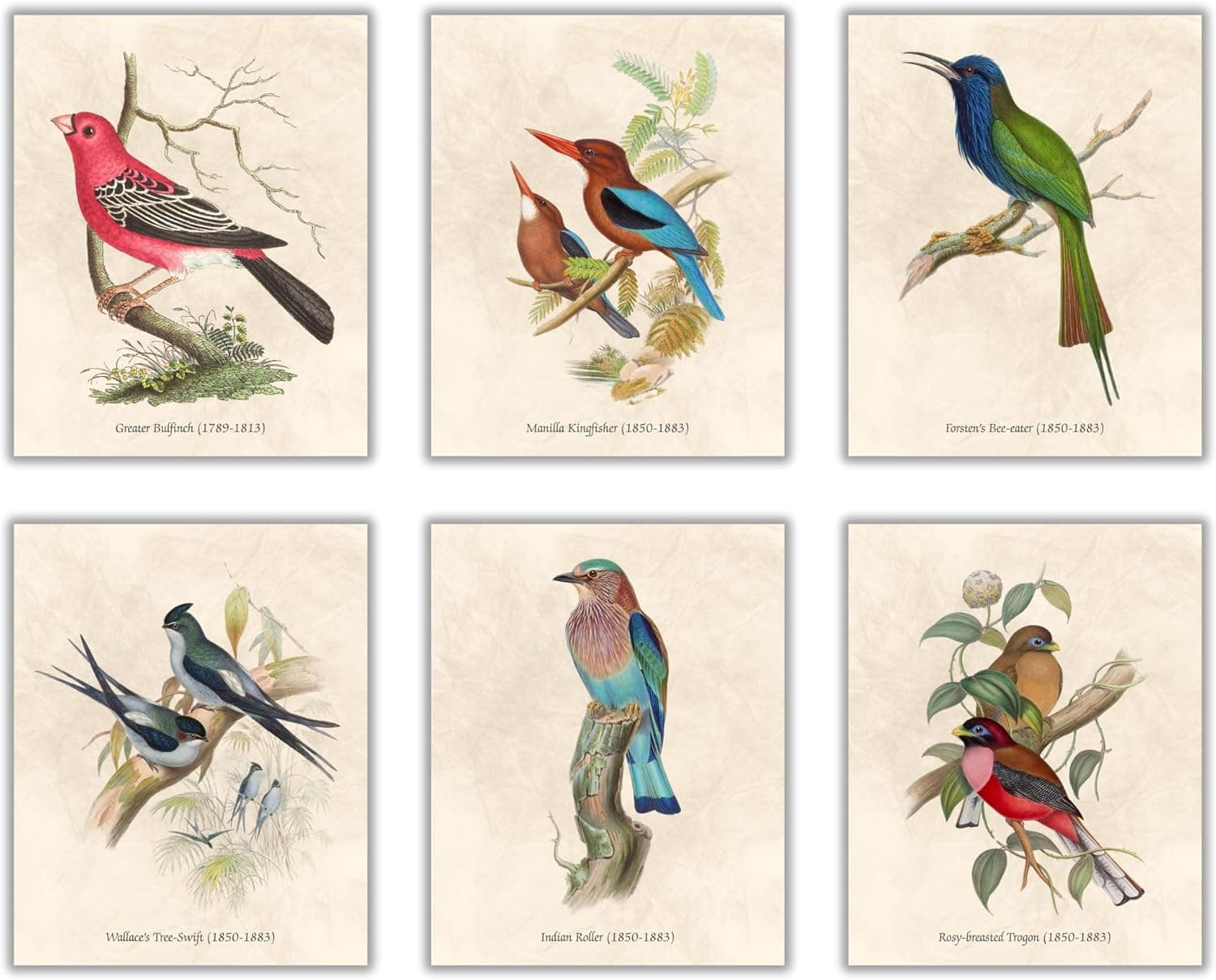 Nilem Design Vintage Bird Wall Art – Set of 6 Unframed 8x10 Prints image 1
