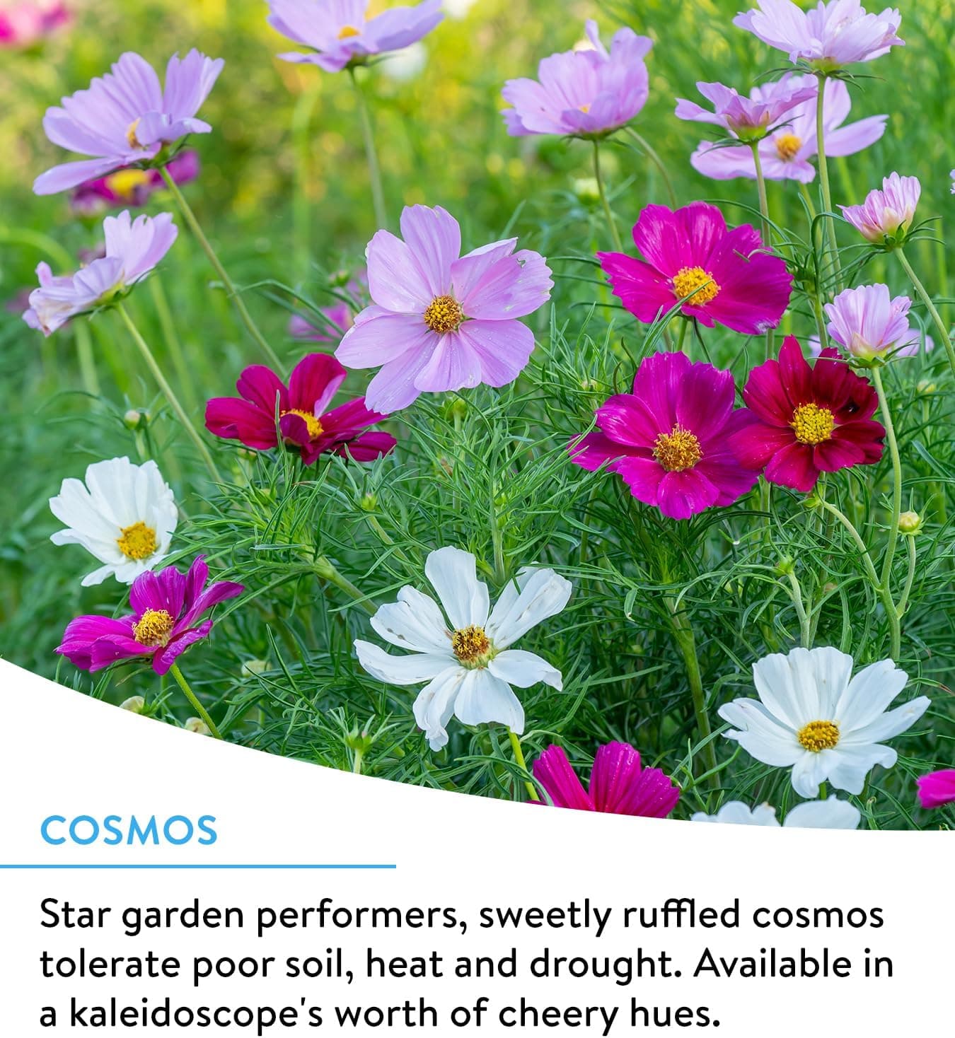 Burpee Wildflower 25,000 Bulk Seed Collection thumbnail 4