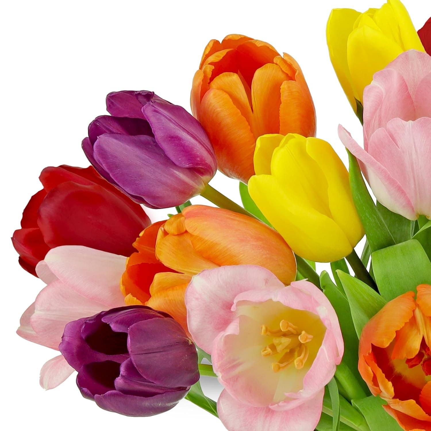 Benchmark Bouquets Rainbow Tulips with Glass Vase thumbnail 2