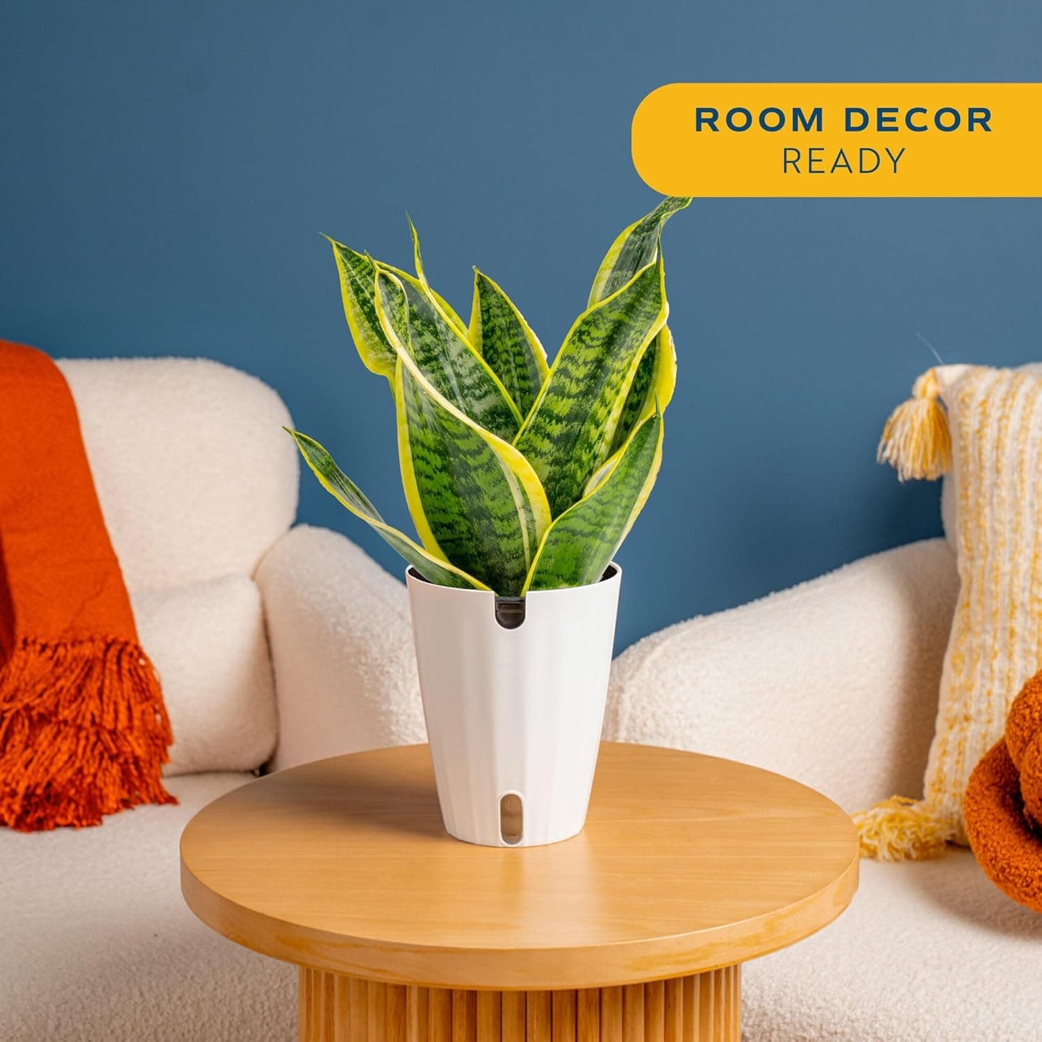 Costa Farms Snake Plant, Easy to Grow Live Plant in Cute Decor Pot, Grower thumbnail 2