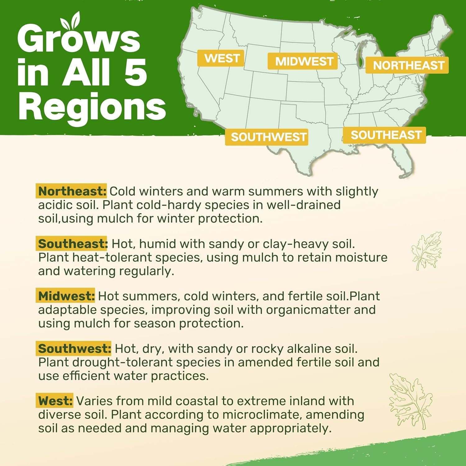 Lush & Dew Cut Flower Seed Bank - 32 Varieties Non-GMO Wildflower Seeds thumbnail 4