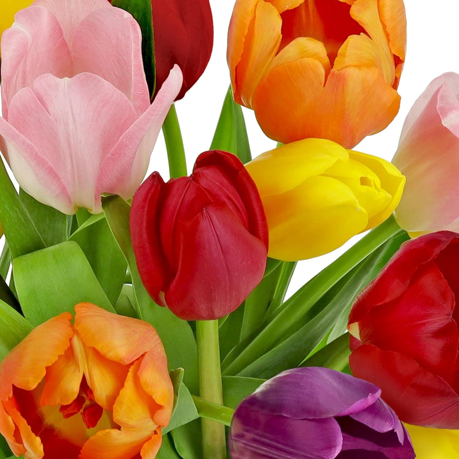 Benchmark Bouquets Rainbow Tulips with Glass Vase thumbnail 4