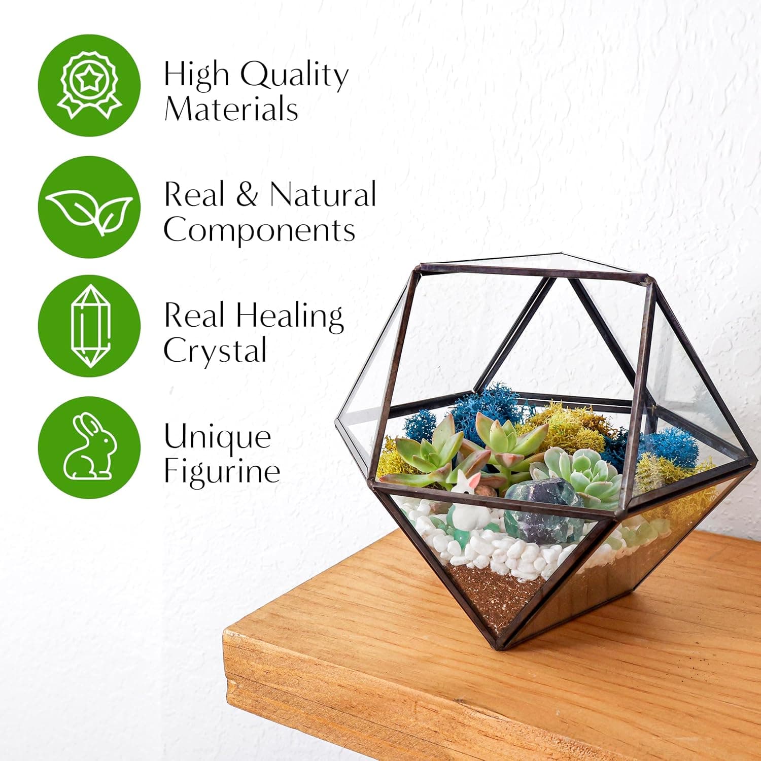 Creations by Nathalie DIY 7" Geometric Terrarium Kit with Live Plants thumbnail 3