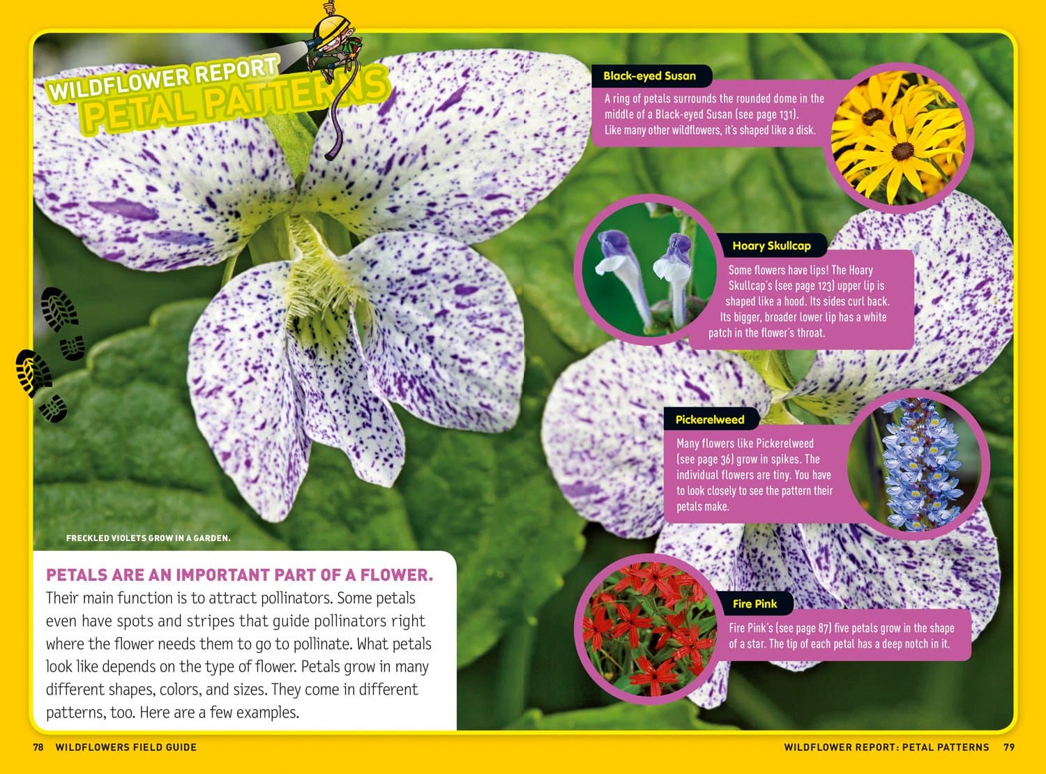 Ultimate Explorer Field Guide: Wildflowers thumbnail 4