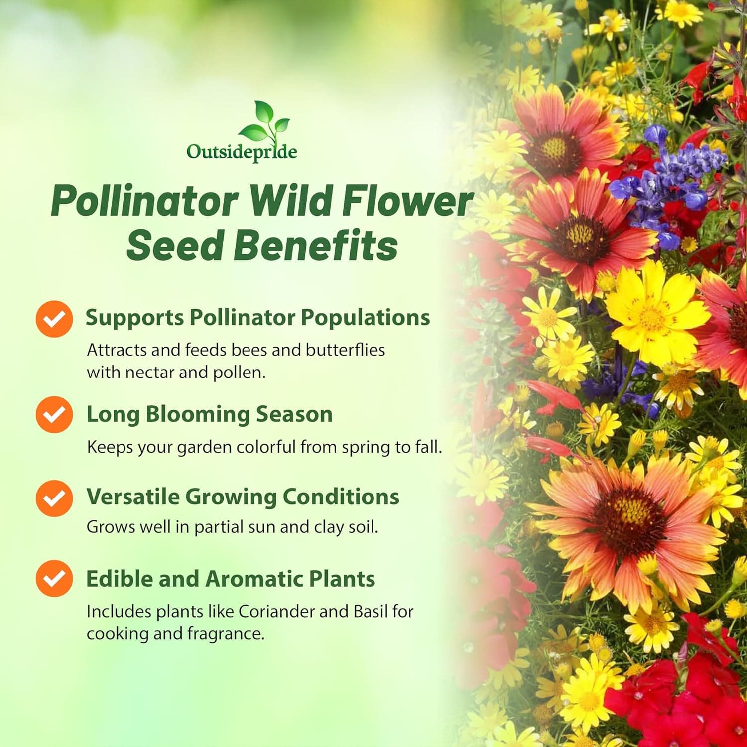 Outsidepride Pollinator Wildflower Seed Mix - 1 lb Flower Seeds for Attracting Pollinators, Ideal for All States, Enhances Garden Biodiversity, Supports Bees, Butterflies &amp; Beneficial Insects : Patio, Lawn &amp; Garden thumbnail 3
