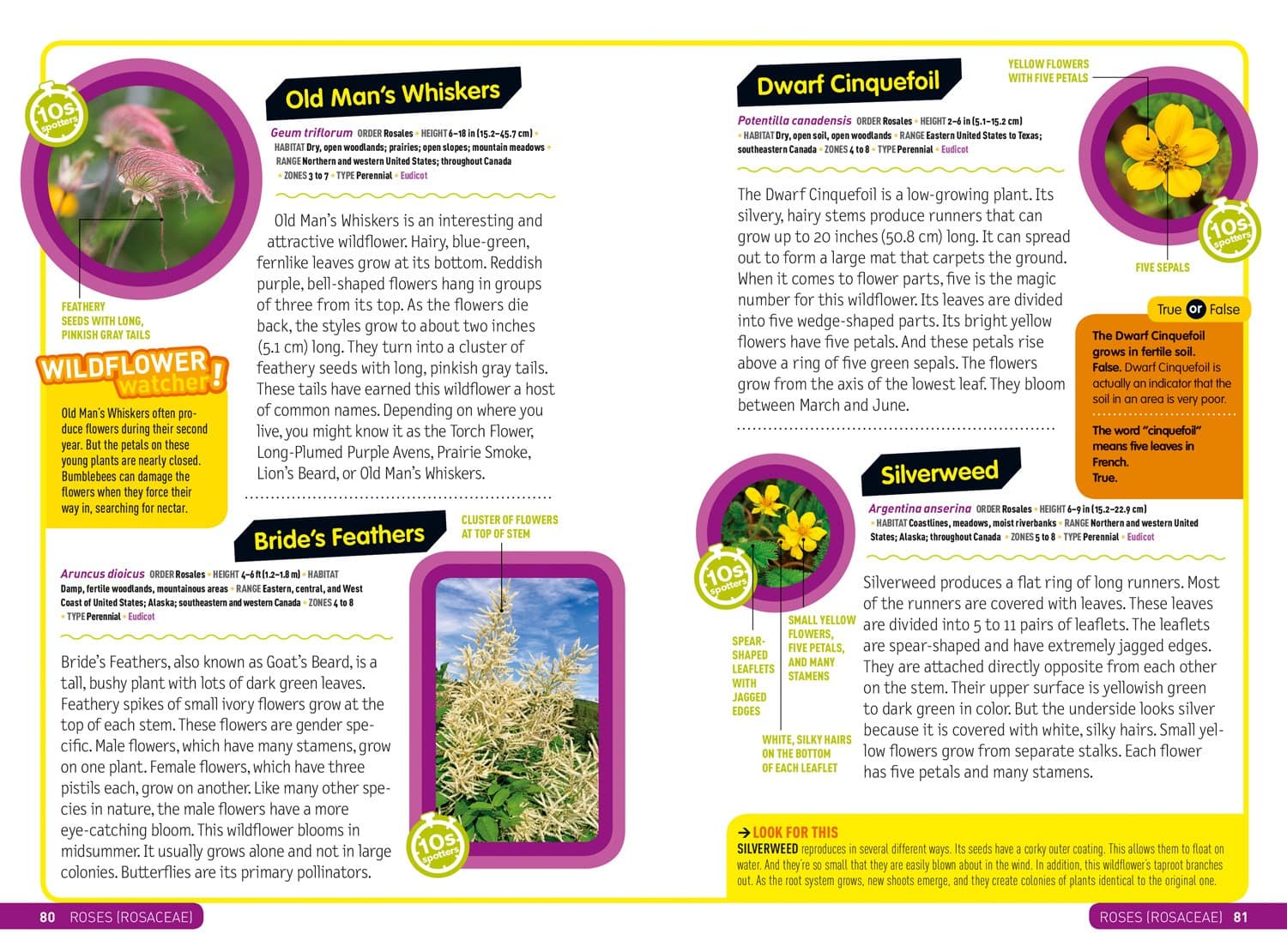 Ultimate Explorer Field Guide: Wildflowers thumbnail 5