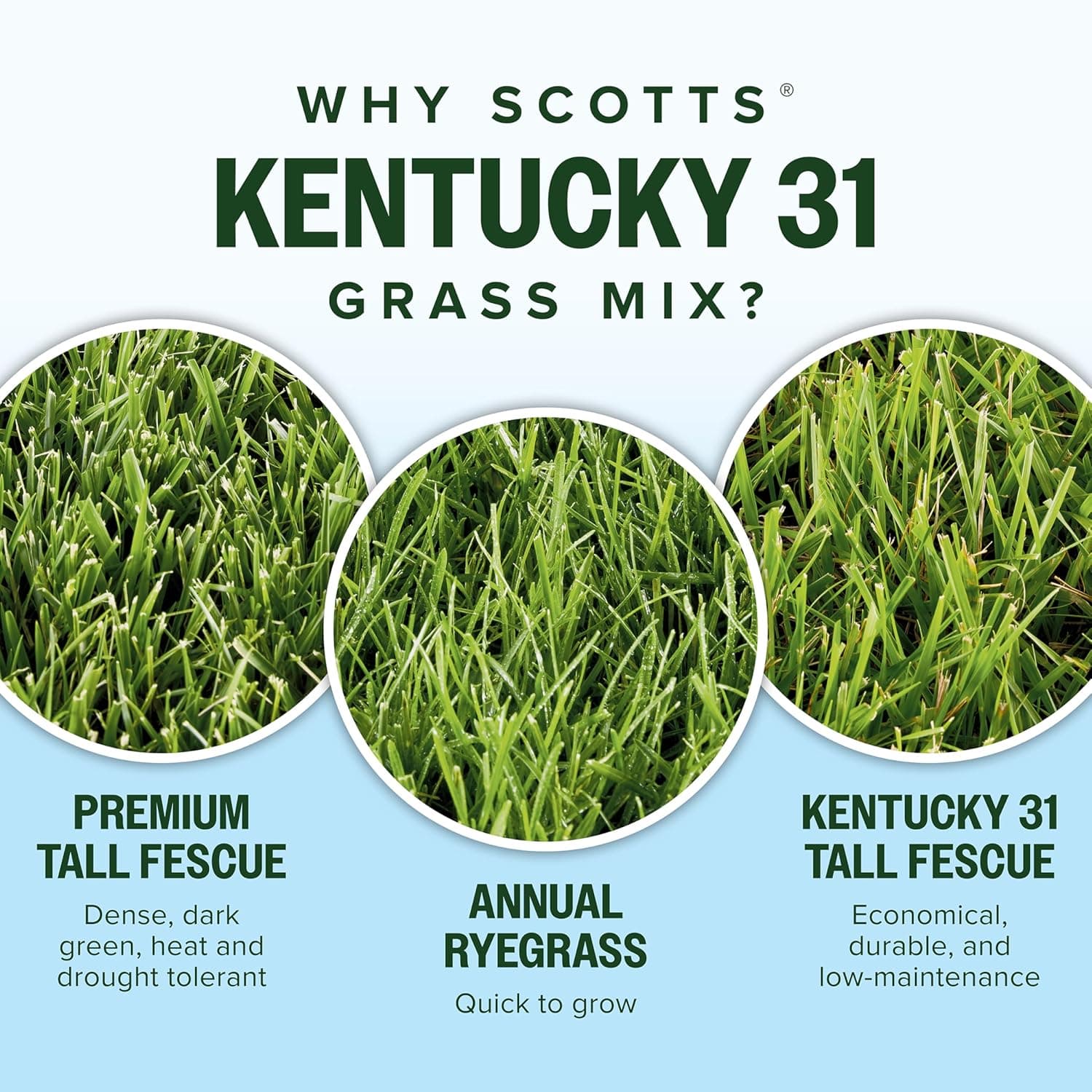 Scotts Kentucky 31 Grass Seed Mix - Premium Lawn Grass Seed, Covers Up to 5,000 sq. ft., 20 lb : Patio, Lawn &amp; Garden thumbnail 5