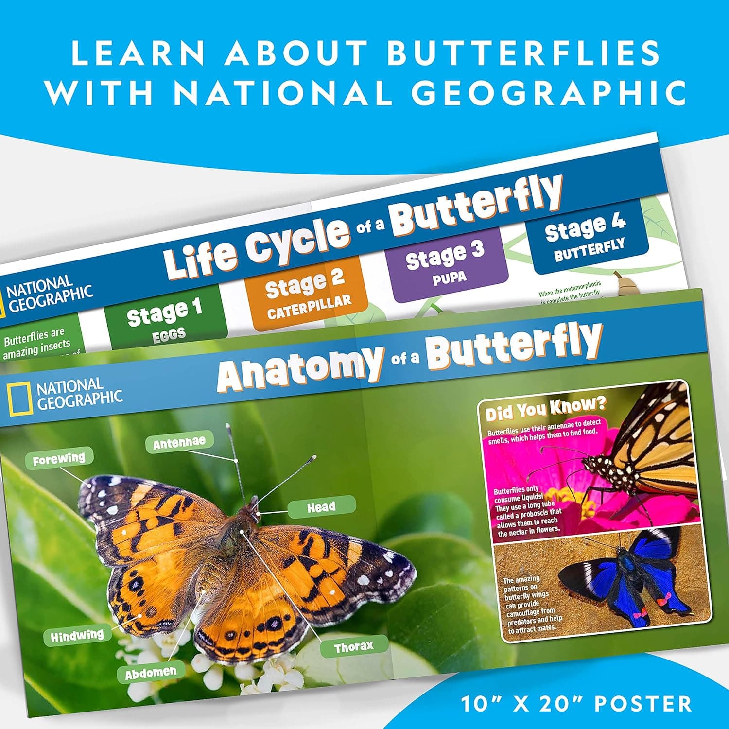 National Geographic Butterfly Growing Kit - Butterfly Habitat Kit with Voucher to Redeem 5 Caterpillars (S&amp;H Not Included), Butterfly Cage, Feeder, Easter Basket Gifts for Kids : Toys &amp; Games thumbnail 5