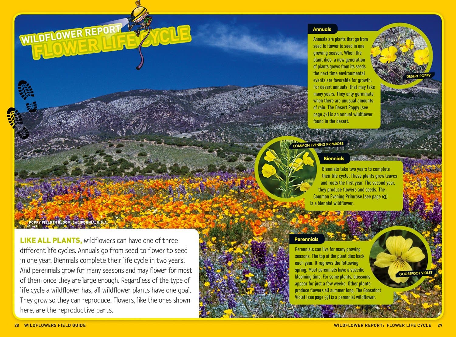 Ultimate Explorer Field Guide: Wildflowers thumbnail 2